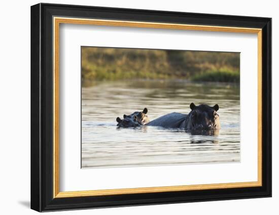 Hippopotamus (Hippopotamus Amphibius), Khwai Concession, Okavango Delta, Botswana, Africa-Sergio Pitamitz-Framed Photographic Print