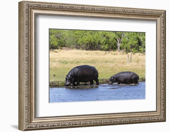 Hippopotamus (Hippopotamus amphibius), Khwai Concession, Okavango Delta, Botswana, Africa-Sergio Pitamitz-Framed Photographic Print