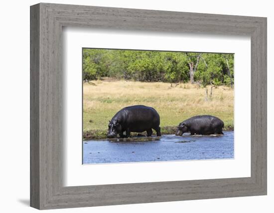 Hippopotamus (Hippopotamus amphibius), Khwai Concession, Okavango Delta, Botswana, Africa-Sergio Pitamitz-Framed Photographic Print