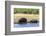 Hippopotamus (Hippopotamus amphibius), Khwai Concession, Okavango Delta, Botswana, Africa-Sergio Pitamitz-Framed Photographic Print