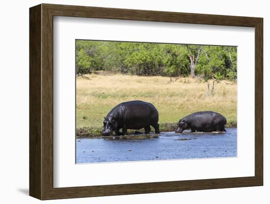 Hippopotamus (Hippopotamus amphibius), Khwai Concession, Okavango Delta, Botswana, Africa-Sergio Pitamitz-Framed Photographic Print