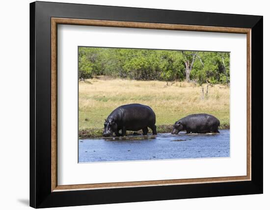 Hippopotamus (Hippopotamus amphibius), Khwai Concession, Okavango Delta, Botswana, Africa-Sergio Pitamitz-Framed Photographic Print