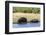 Hippopotamus (Hippopotamus amphibius), Khwai Concession, Okavango Delta, Botswana, Africa-Sergio Pitamitz-Framed Photographic Print