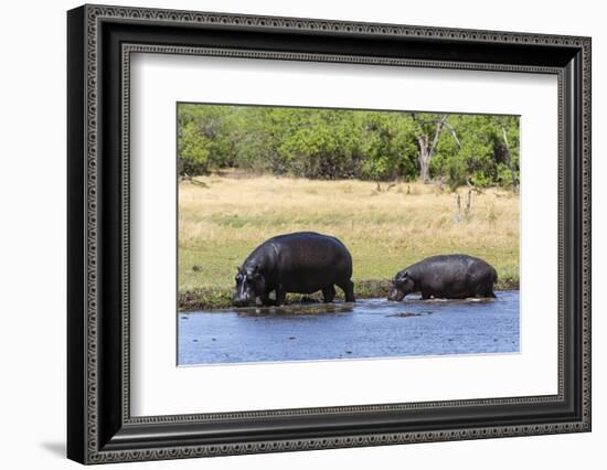 Hippopotamus (Hippopotamus amphibius), Khwai Concession, Okavango Delta, Botswana, Africa-Sergio Pitamitz-Framed Photographic Print