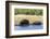 Hippopotamus (Hippopotamus amphibius), Khwai Concession, Okavango Delta, Botswana, Africa-Sergio Pitamitz-Framed Photographic Print