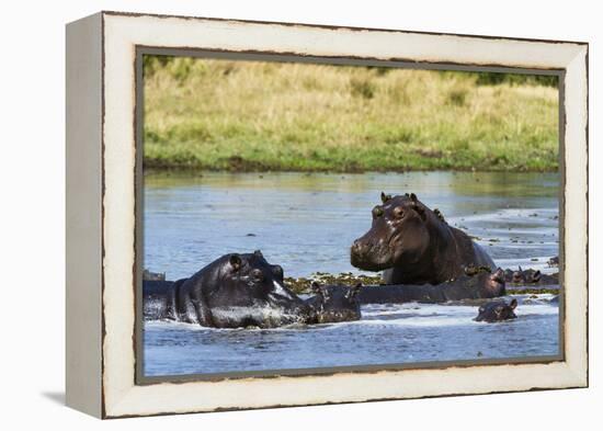 Hippopotamus (Hippopotamus amphibius), Khwai Concession, Okavango Delta, Botswana, Africa-Sergio Pitamitz-Framed Premier Image Canvas