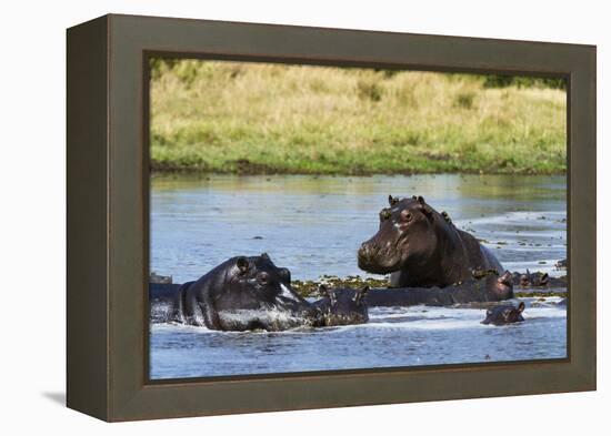 Hippopotamus (Hippopotamus amphibius), Khwai Concession, Okavango Delta, Botswana, Africa-Sergio Pitamitz-Framed Premier Image Canvas