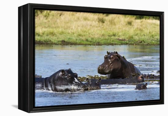 Hippopotamus (Hippopotamus amphibius), Khwai Concession, Okavango Delta, Botswana, Africa-Sergio Pitamitz-Framed Premier Image Canvas