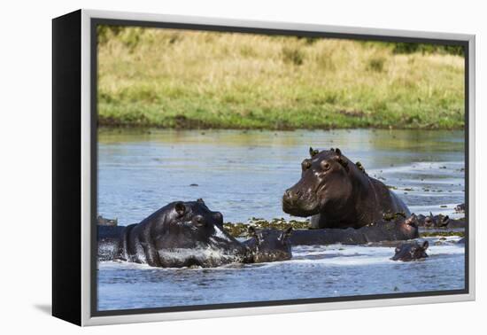 Hippopotamus (Hippopotamus amphibius), Khwai Concession, Okavango Delta, Botswana, Africa-Sergio Pitamitz-Framed Premier Image Canvas