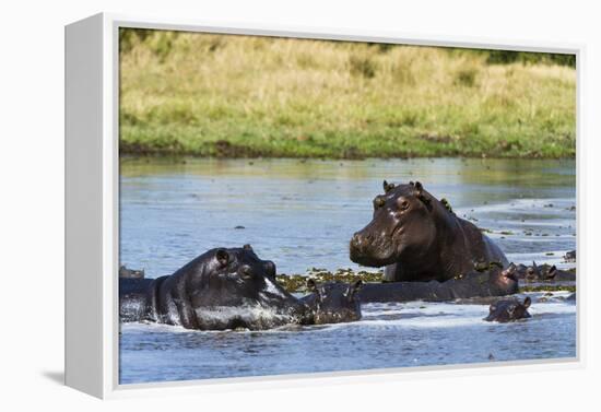 Hippopotamus (Hippopotamus amphibius), Khwai Concession, Okavango Delta, Botswana, Africa-Sergio Pitamitz-Framed Premier Image Canvas