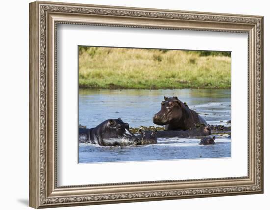 Hippopotamus (Hippopotamus amphibius), Khwai Concession, Okavango Delta, Botswana, Africa-Sergio Pitamitz-Framed Photographic Print