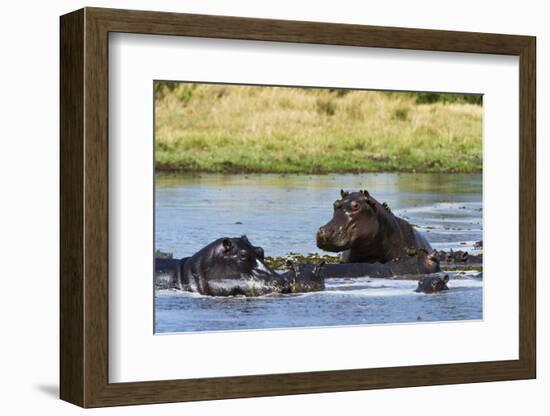 Hippopotamus (Hippopotamus amphibius), Khwai Concession, Okavango Delta, Botswana, Africa-Sergio Pitamitz-Framed Photographic Print