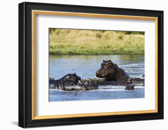 Hippopotamus (Hippopotamus amphibius), Khwai Concession, Okavango Delta, Botswana, Africa-Sergio Pitamitz-Framed Photographic Print