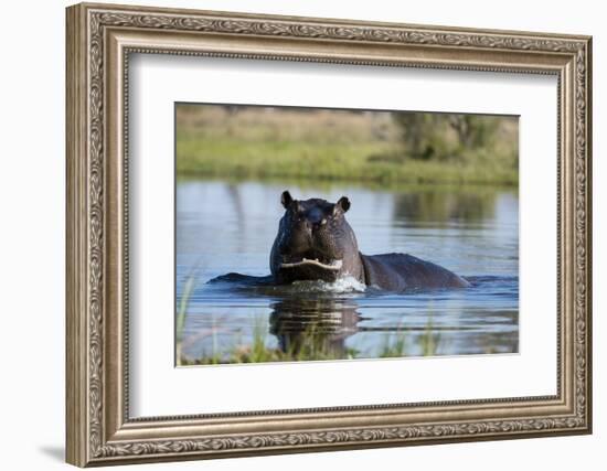 Hippopotamus (Hippopotamus amphibius), Khwai Conservation Area, Okavango Delta, Botswana, Africa-Sergio Pitamitz-Framed Photographic Print