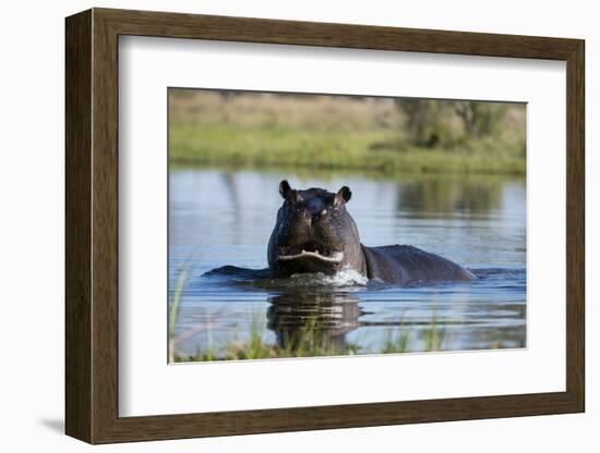 Hippopotamus (Hippopotamus amphibius), Khwai Conservation Area, Okavango Delta, Botswana, Africa-Sergio Pitamitz-Framed Photographic Print