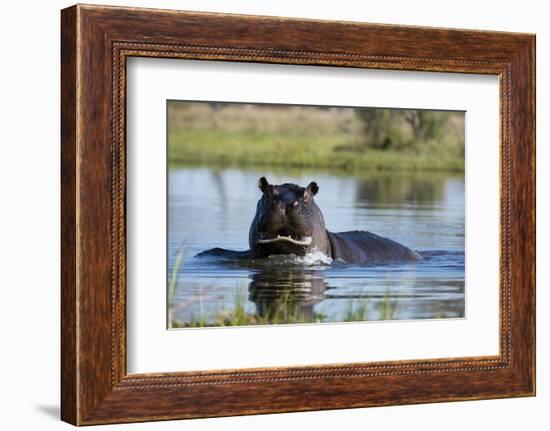 Hippopotamus (Hippopotamus amphibius), Khwai Conservation Area, Okavango Delta, Botswana, Africa-Sergio Pitamitz-Framed Photographic Print