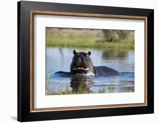 Hippopotamus (Hippopotamus amphibius), Khwai Conservation Area, Okavango Delta, Botswana, Africa-Sergio Pitamitz-Framed Photographic Print