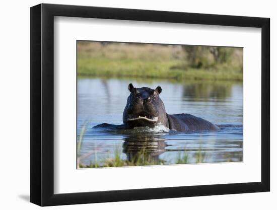 Hippopotamus (Hippopotamus amphibius), Khwai Conservation Area, Okavango Delta, Botswana, Africa-Sergio Pitamitz-Framed Photographic Print