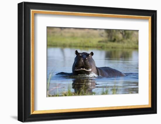 Hippopotamus (Hippopotamus amphibius), Khwai Conservation Area, Okavango Delta, Botswana, Africa-Sergio Pitamitz-Framed Photographic Print