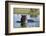 Hippopotamus (Hippopotamus amphibius), Khwai Conservation Area, Okavango Delta, Botswana, Africa-Sergio Pitamitz-Framed Photographic Print