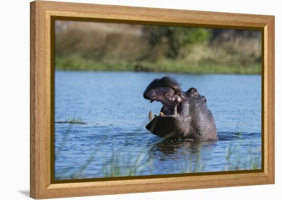 Hippopotamus (Hippopotamus amphibius), Khwai Conservation Area, Okavango Delta, Botswana, Africa-Sergio Pitamitz-Framed Premier Image Canvas