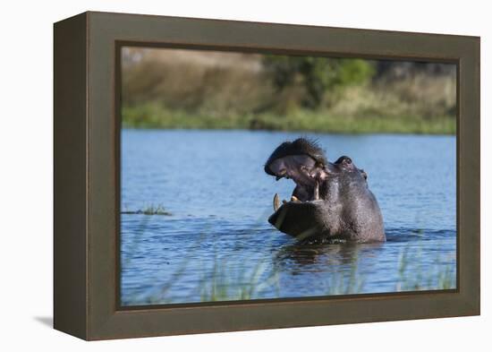 Hippopotamus (Hippopotamus amphibius), Khwai Conservation Area, Okavango Delta, Botswana, Africa-Sergio Pitamitz-Framed Premier Image Canvas