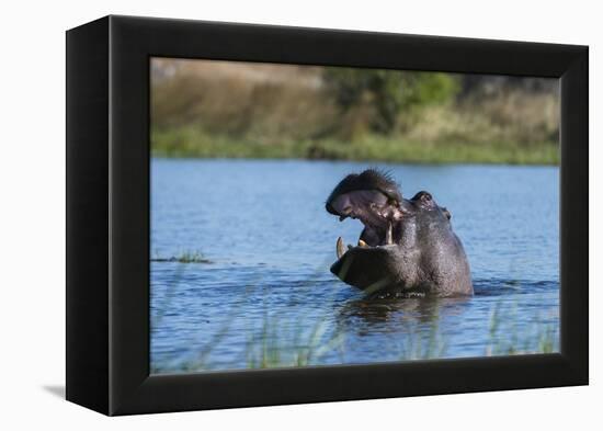 Hippopotamus (Hippopotamus amphibius), Khwai Conservation Area, Okavango Delta, Botswana, Africa-Sergio Pitamitz-Framed Premier Image Canvas