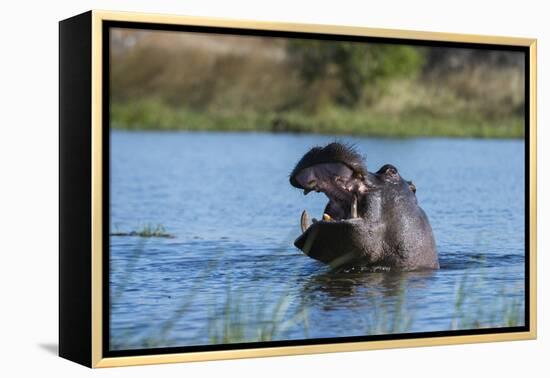 Hippopotamus (Hippopotamus amphibius), Khwai Conservation Area, Okavango Delta, Botswana, Africa-Sergio Pitamitz-Framed Premier Image Canvas