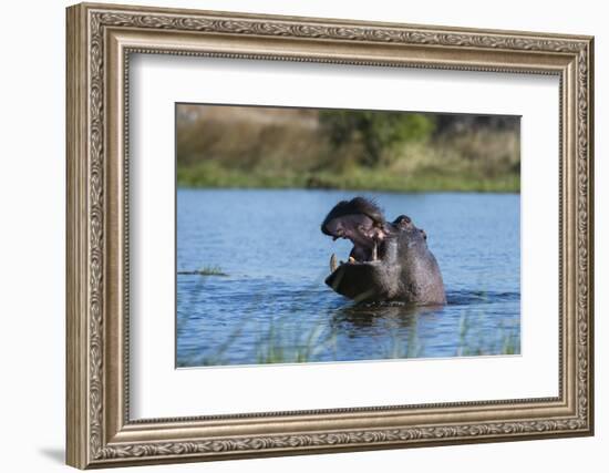 Hippopotamus (Hippopotamus amphibius), Khwai Conservation Area, Okavango Delta, Botswana, Africa-Sergio Pitamitz-Framed Photographic Print