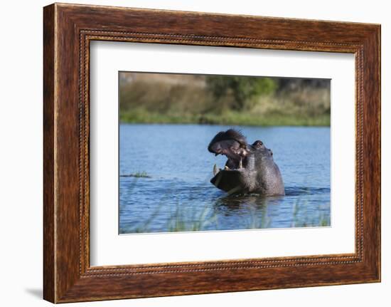 Hippopotamus (Hippopotamus amphibius), Khwai Conservation Area, Okavango Delta, Botswana, Africa-Sergio Pitamitz-Framed Photographic Print