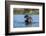 Hippopotamus (Hippopotamus amphibius), Khwai Conservation Area, Okavango Delta, Botswana, Africa-Sergio Pitamitz-Framed Photographic Print