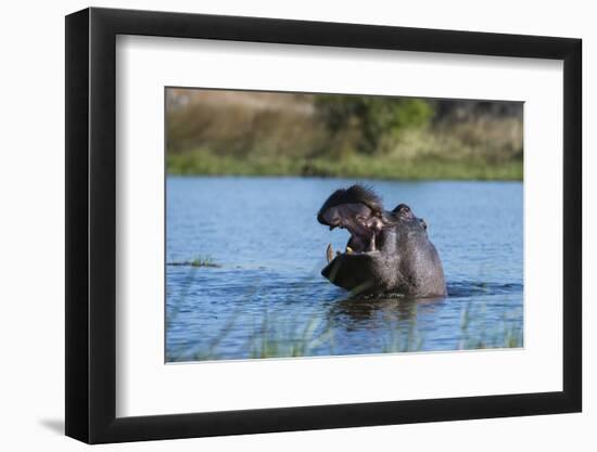 Hippopotamus (Hippopotamus amphibius), Khwai Conservation Area, Okavango Delta, Botswana, Africa-Sergio Pitamitz-Framed Photographic Print