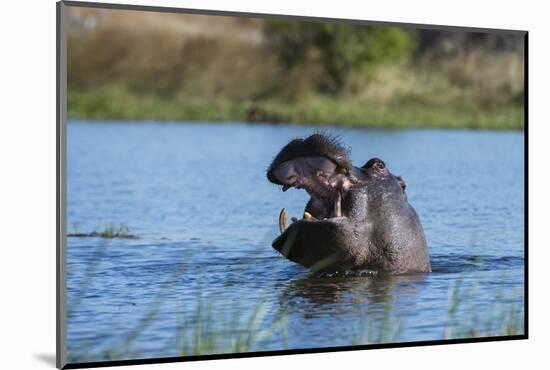 Hippopotamus (Hippopotamus amphibius), Khwai Conservation Area, Okavango Delta, Botswana, Africa-Sergio Pitamitz-Mounted Photographic Print