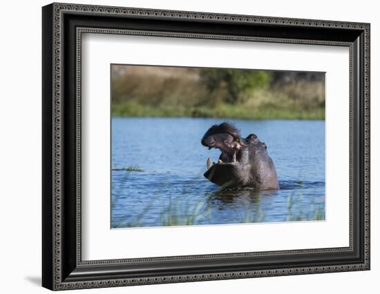 Hippopotamus (Hippopotamus amphibius), Khwai Conservation Area, Okavango Delta, Botswana, Africa-Sergio Pitamitz-Framed Photographic Print