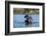 Hippopotamus (Hippopotamus amphibius), Khwai Conservation Area, Okavango Delta, Botswana, Africa-Sergio Pitamitz-Framed Photographic Print