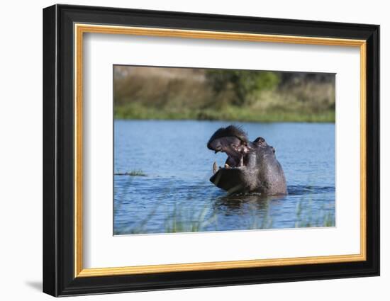 Hippopotamus (Hippopotamus amphibius), Khwai Conservation Area, Okavango Delta, Botswana, Africa-Sergio Pitamitz-Framed Photographic Print