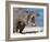 Hippopotamus (Hippopotamus Amphibius), Kruger National Park, Mpumalanga, South Africa, Africa-Ann & Steve Toon-Framed Photographic Print