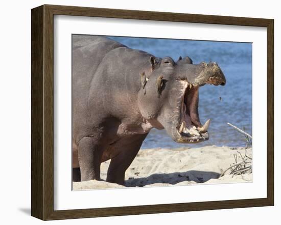 Hippopotamus (Hippopotamus Amphibius), Kruger National Park, Mpumalanga, South Africa, Africa-Ann & Steve Toon-Framed Photographic Print