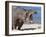 Hippopotamus (Hippopotamus Amphibius), Kruger National Park, Mpumalanga, South Africa, Africa-Ann & Steve Toon-Framed Photographic Print