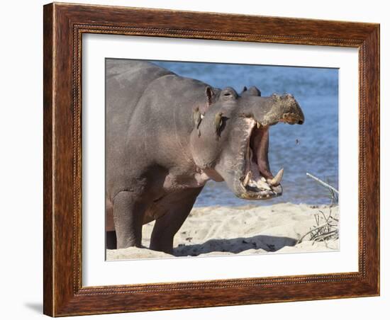 Hippopotamus (Hippopotamus Amphibius), Kruger National Park, Mpumalanga, South Africa, Africa-Ann & Steve Toon-Framed Photographic Print