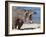 Hippopotamus (Hippopotamus Amphibius), Kruger National Park, Mpumalanga, South Africa, Africa-Ann & Steve Toon-Framed Photographic Print