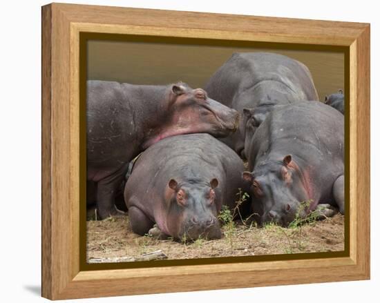 Hippopotamus (Hippopotamus Amphibius), Masai Mara, Kenya, East Africa, Africa-Sergio Pitamitz-Framed Premier Image Canvas