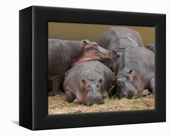 Hippopotamus (Hippopotamus Amphibius), Masai Mara, Kenya, East Africa, Africa-Sergio Pitamitz-Framed Premier Image Canvas