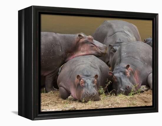 Hippopotamus (Hippopotamus Amphibius), Masai Mara, Kenya, East Africa, Africa-Sergio Pitamitz-Framed Premier Image Canvas