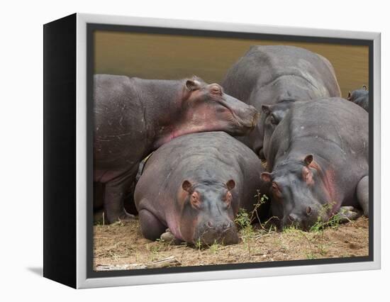 Hippopotamus (Hippopotamus Amphibius), Masai Mara, Kenya, East Africa, Africa-Sergio Pitamitz-Framed Premier Image Canvas