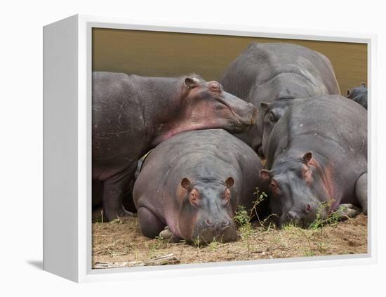 Hippopotamus (Hippopotamus Amphibius), Masai Mara, Kenya, East Africa, Africa-Sergio Pitamitz-Framed Premier Image Canvas