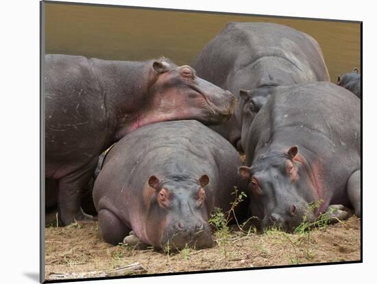 Hippopotamus (Hippopotamus Amphibius), Masai Mara, Kenya, East Africa, Africa-Sergio Pitamitz-Mounted Photographic Print
