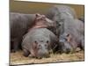 Hippopotamus (Hippopotamus Amphibius), Masai Mara, Kenya, East Africa, Africa-Sergio Pitamitz-Mounted Photographic Print