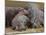 Hippopotamus (Hippopotamus Amphibius), Masai Mara, Kenya, East Africa, Africa-Sergio Pitamitz-Mounted Photographic Print