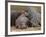 Hippopotamus (Hippopotamus Amphibius), Masai Mara, Kenya, East Africa, Africa-Sergio Pitamitz-Framed Photographic Print